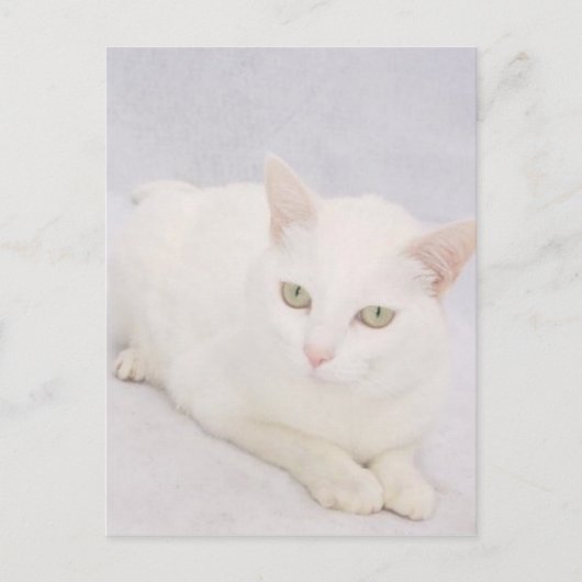 De kleine witte kat briefkaart (Voorkant)