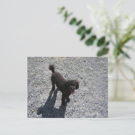 De kleine zwarte poel briefkaart (Staand voorkant)