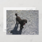 De kleine zwarte poel briefkaart (Voorkant / Achterkant)