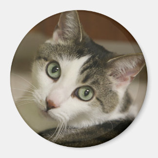 De kleinste tijger Button Magneet