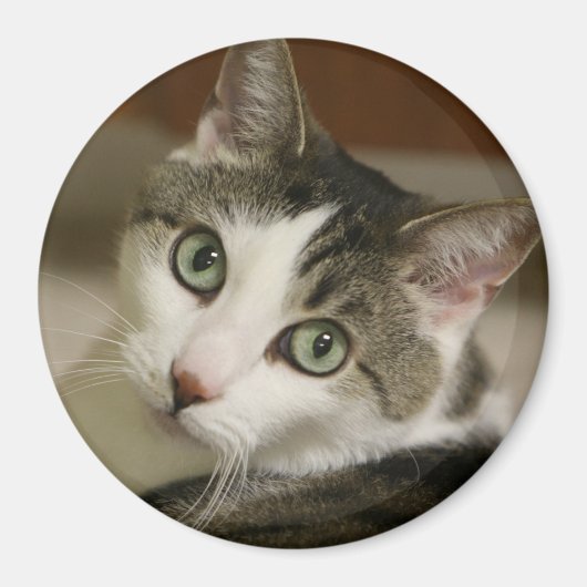 De kleinste tijger Button Magneet (Voorkant)