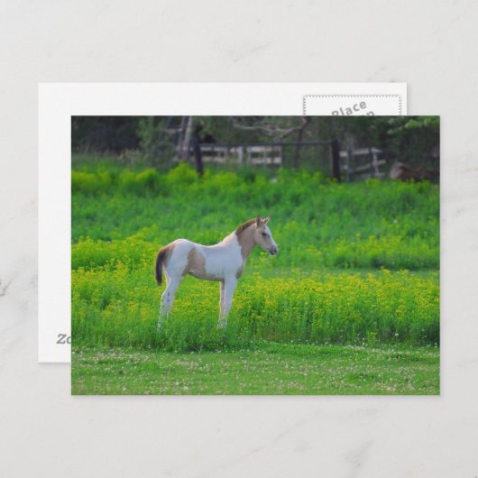 De kleur briefkaart (Voorkant / Achterkant)