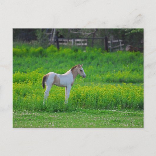 De kleur briefkaart (Voorkant)