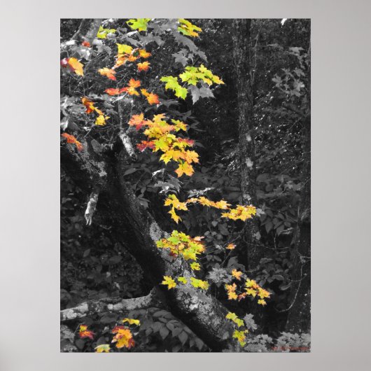 De kleur van de Herfst Poster (Voorkant)