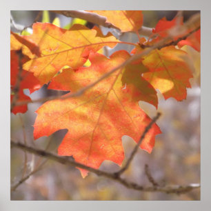 De kleur van het najaar Poster