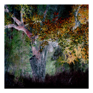 De kleuren van de Herfst.... Poster