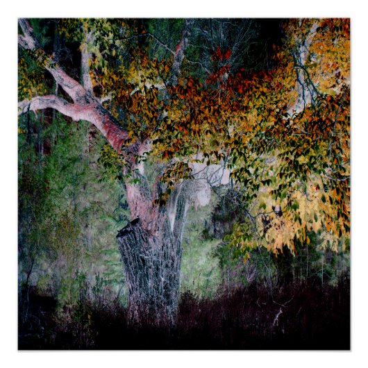 De kleuren van de Herfst.... Poster (Voorkant)