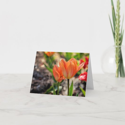 De kleuren van de Kaarten van de Nota van de Lente (Voorkant)