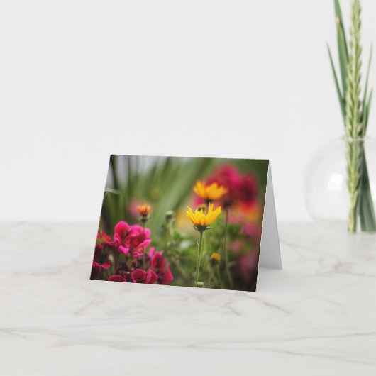 De kleuren van de kaarten van de Nota van de Zomer (Voorkant)