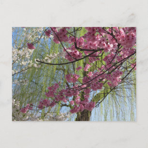 De kleuren van de lente: Tokyo Briefkaart