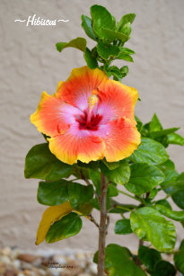 Get Wallpaper Hibiscus Keukenhanddoeken Zazzle Nl For Android Free