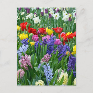 De kleurrijke tuin van de de lentebloem briefkaart