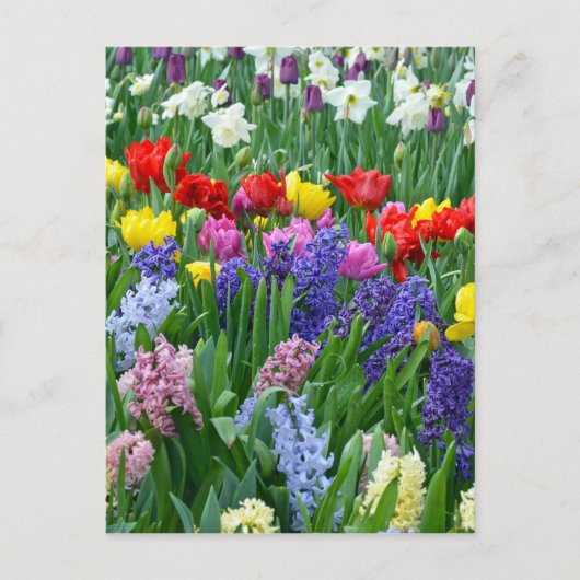 De kleurrijke tuin van de de lentebloem briefkaart (Voorkant)