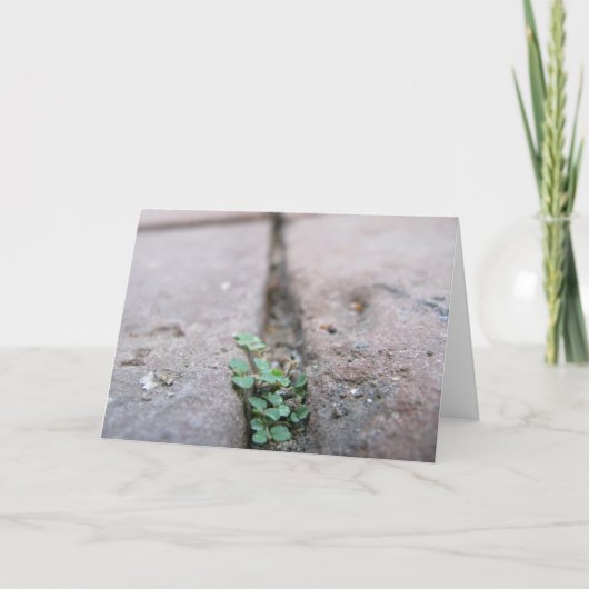 De Klimop van de barst door Richard Dodd Kaart (Voorkant)