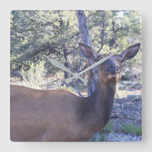 De Klok van Amerikaanse elanden (Voorkant)