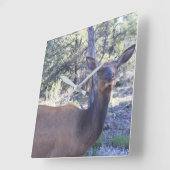 De Klok van Amerikaanse elanden (Hoek)