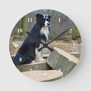 De Klok van border collie