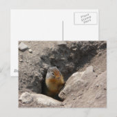 De knaagdieren ontstaan briefkaart (Voorkant / Achterkant)
