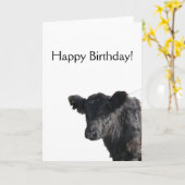 De knappe Omgorde Jonge os van Galloway Kaart (Gele Bloem)