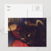 De knapste Kat in de Wereld Briefkaart (Voorkant / Achterkant)