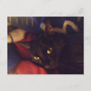 De knapste Kat in de Wereld Briefkaart