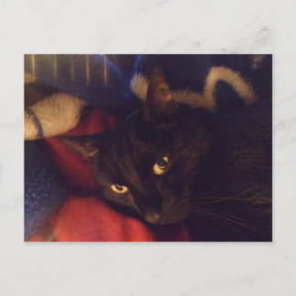 De knapste Kat in de Wereld Briefkaart