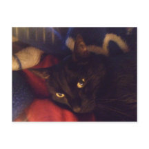 De knapste Kat in de Wereld