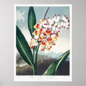 De knikkende renaissance van de tempel van Flora A Poster (Voorkant)