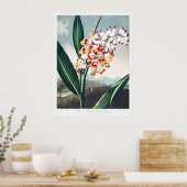 De knikkende renaissance van de tempel van Flora A Poster (Keuken)