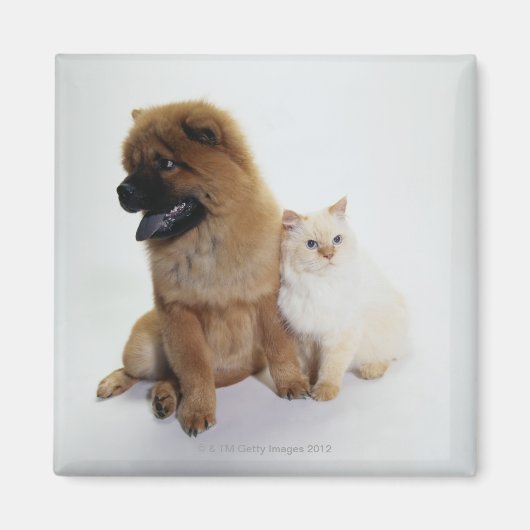 De Knoop van de Chow en een Witte Kat samen die Magneet (Voorkant)