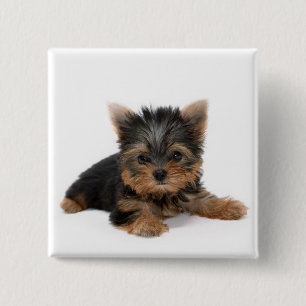 De Knoop van het Puppy van Yorkshire Terrier Vierkante Button 5,1 Cm