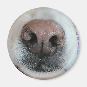 De knop Dog Nose #1 magneet
