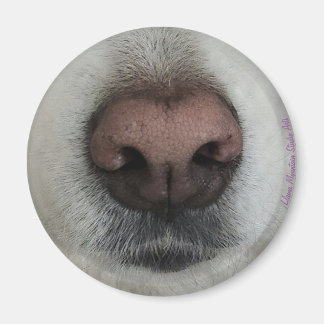 De knop Dog Nose #2 magneet