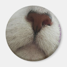 De knop Kat Knop #1 magneet