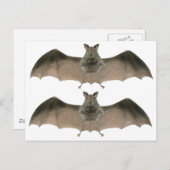 de knuppel briefkaart (Voorkant / Achterkant)