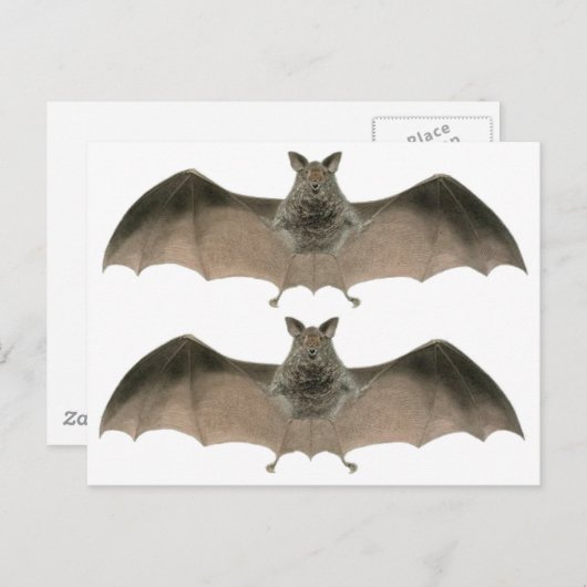 de knuppel briefkaart (Voorkant / Achterkant)