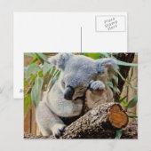 De Koala van de slaap Briefkaart (Voorkant / Achterkant)