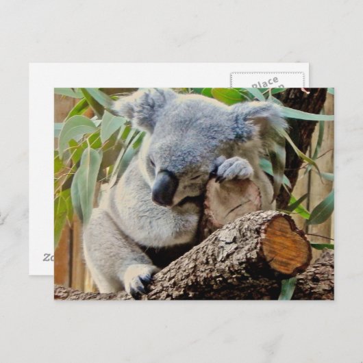 De Koala van de slaap Briefkaart (Voorkant / Achterkant)
