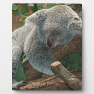 De koala's houden van de Giften van het Lot van Di Fotoplaat