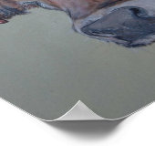 De koe van de Charlois-hooglander neemt een kijkje Poster (Hoek)