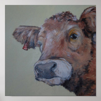 De koe van de Charlois-hooglander neemt een kijkje Poster