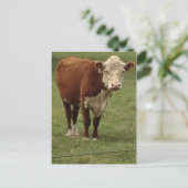 De Koe van Hereford zegt Hallo Briefkaart (Staand voorkant)