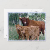 De Koe van het hoogland met Kalveren Briefkaart (Voorkant / Achterkant)