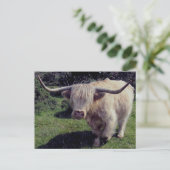 De Koe van het Hoogland van Dartmoor in beweging Briefkaart (Staand voorkant)