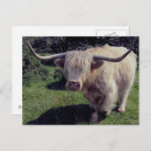 De Koe van het Hoogland van Dartmoor in beweging Briefkaart (Voorkant / Achterkant)