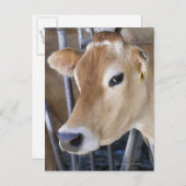 De koe van Jersey met kop in het hoofdslot. Briefkaart (Voorkant / Achterkant)