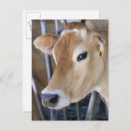De koe van Jersey met kop in het hoofdslot. Briefkaart (Voorkant / Achterkant)