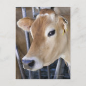 De koe van Jersey met kop in het hoofdslot. Briefkaart (Voorkant)