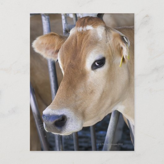 De koe van Jersey met kop in het hoofdslot. Briefkaart (Voorkant)