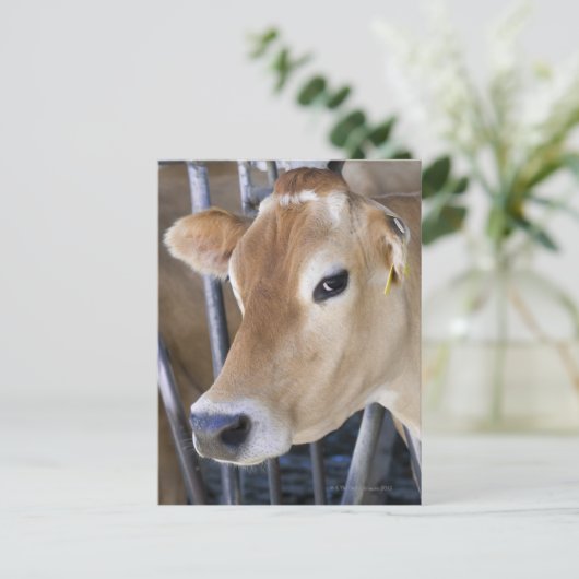De koe van Jersey met kop in het hoofdslot. Briefkaart (Staand voorkant)